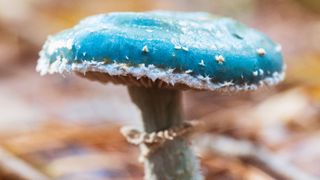 blue mushroom up close