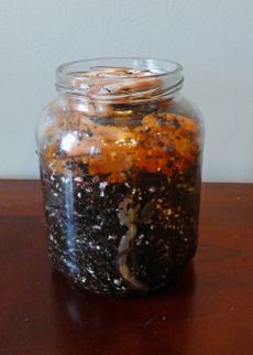 Earthworm Jar Full Of Soil And Worms