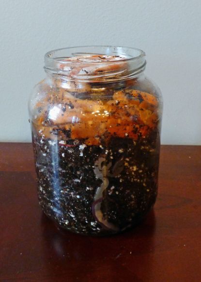 Earthworm Jar Full Of Soil And Worms
