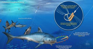 The new SMART Hook reduces accidental shark captures by commercial fisheries.