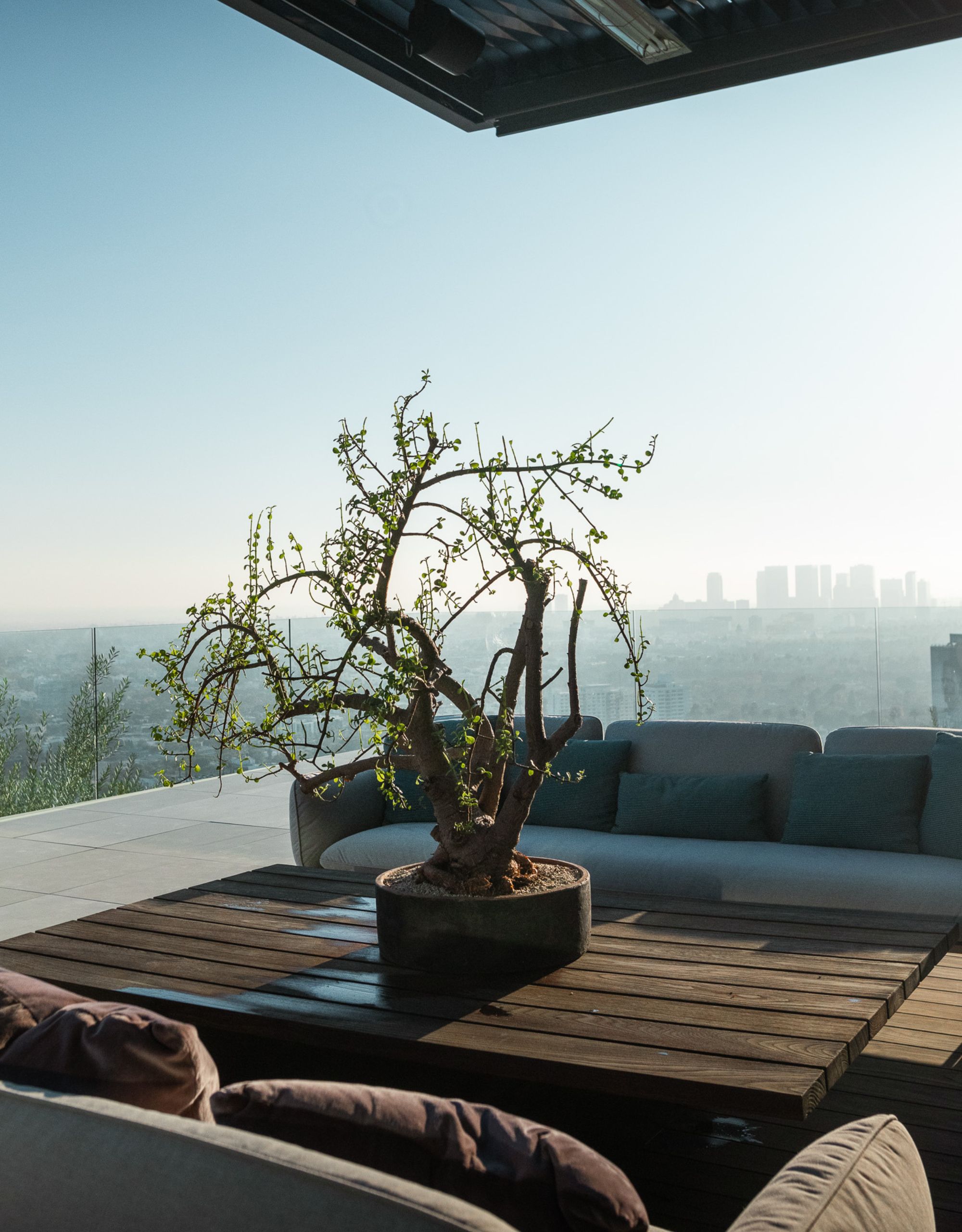 An elephant bush plant on a wooden table on a modern balcony outdoors with two sofas facing it and glass balustrades surrounding it with a hazy blue sky view of the city in the distance