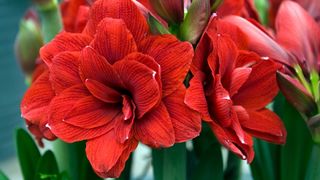 red amaryllis flowers