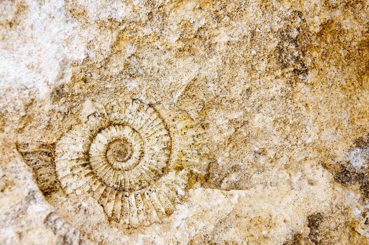 Fossil.