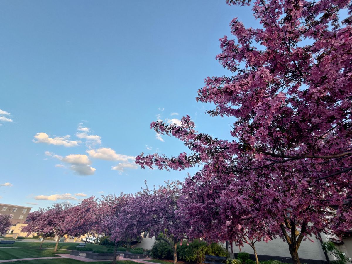 Asus Zenfone 8 camera samples