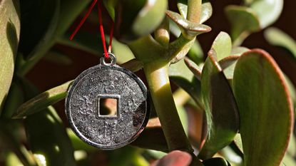 A chinese money token hanging on a money tree 