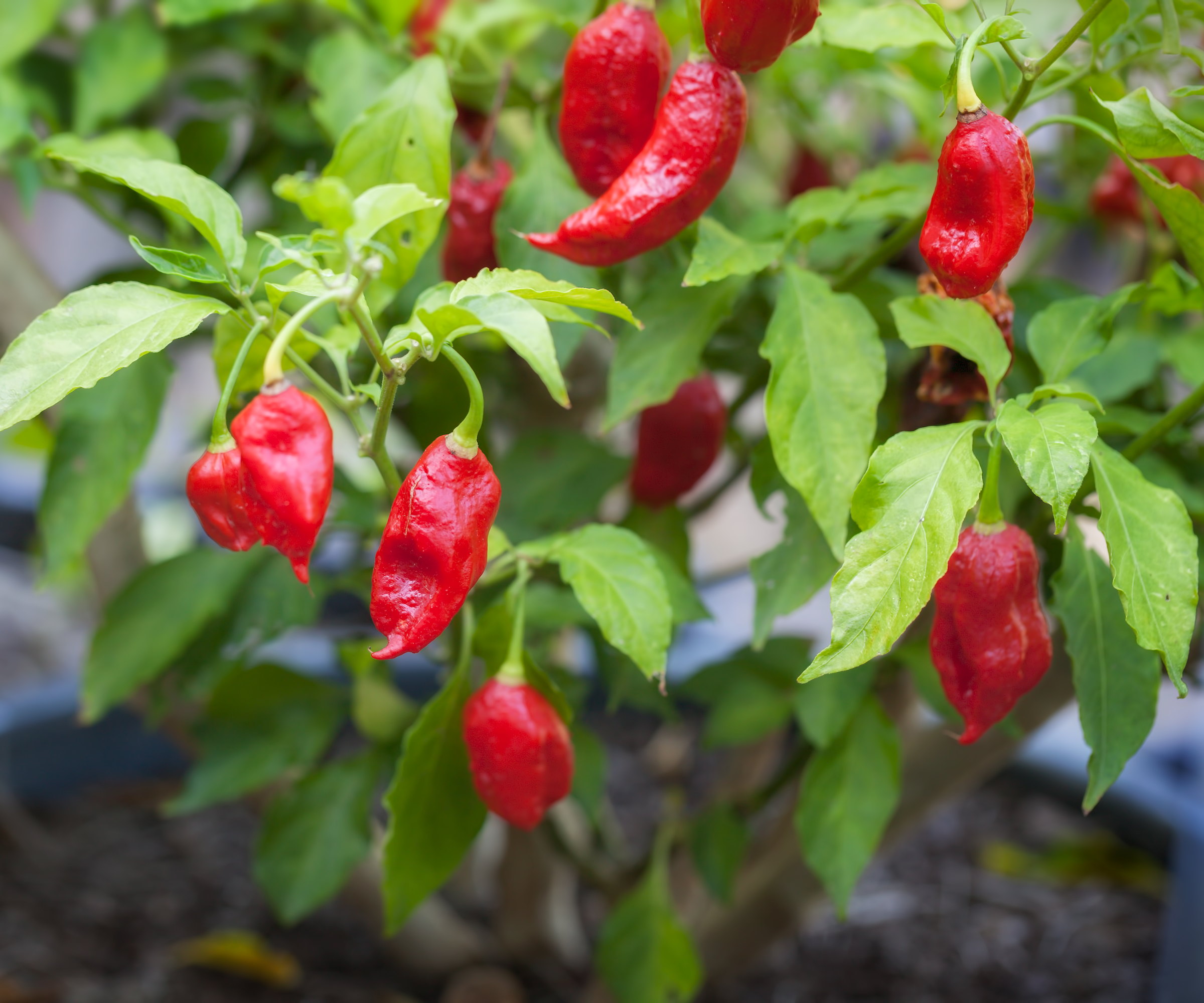 Red ghost peppers growing on a plant