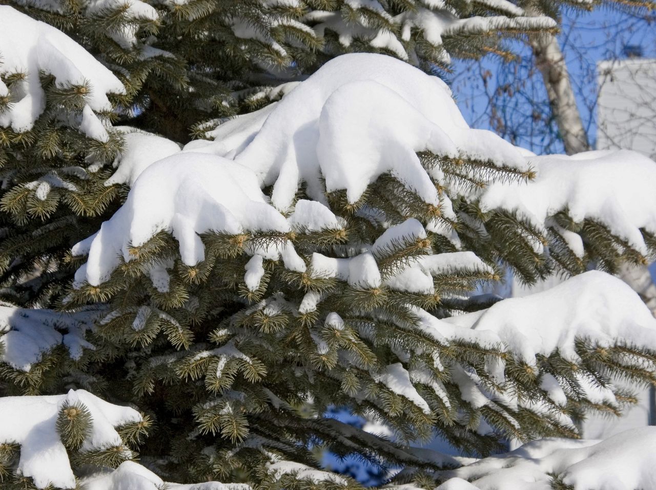 Evergreen Shrub Covered In Snow