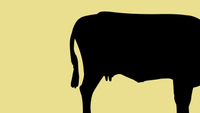 Beef and Dairy Network