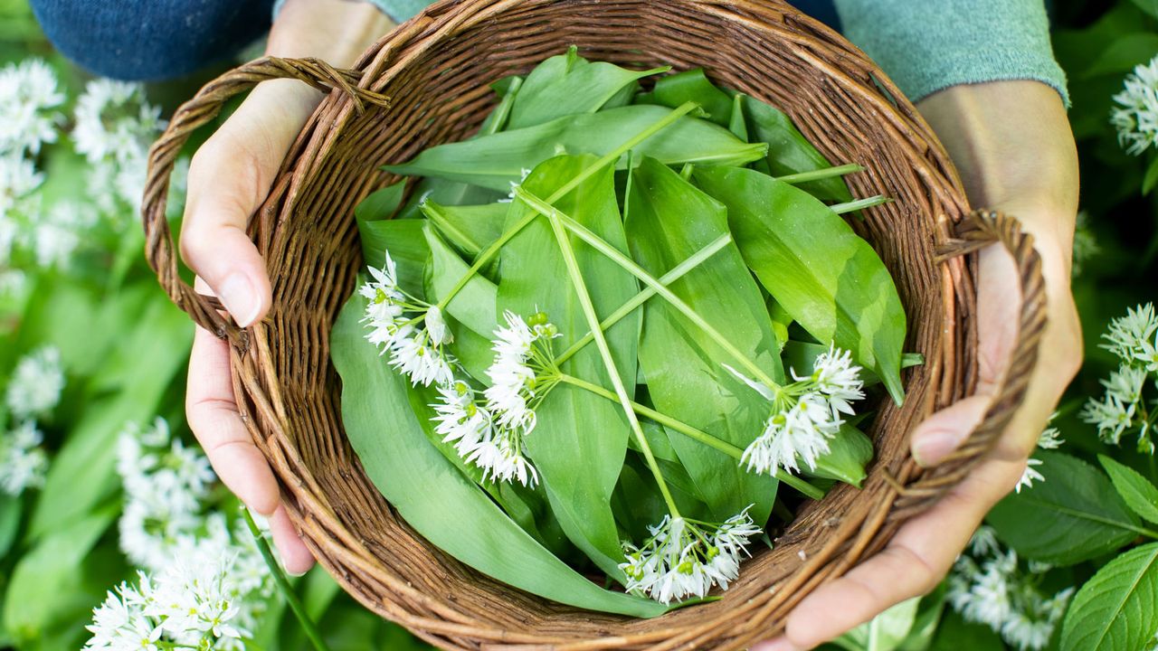 wild garlic leaves in basket