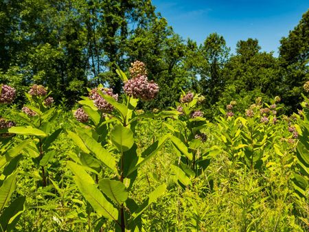 Tall Milkweed Cuttings