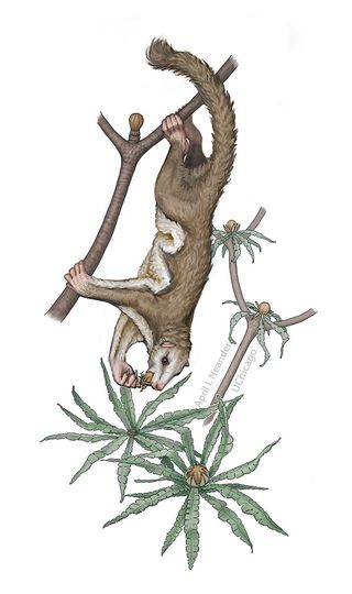 Vilevolodon diplomylos chews on the soft parts of a plant from the Jurassic period.