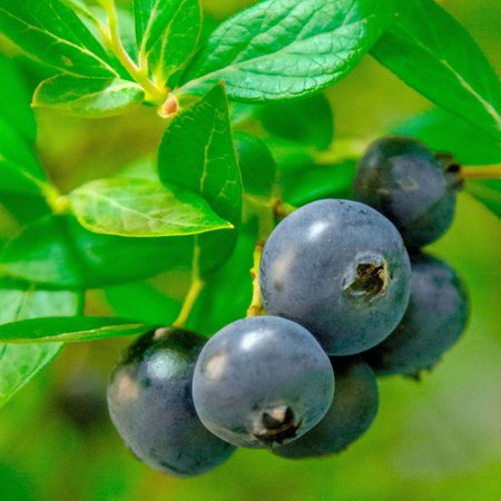 Southern Living Blueberry Hello Darlin Live Shrub in 2-Gallon Grower Pot