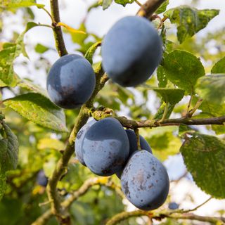 Plums on tree