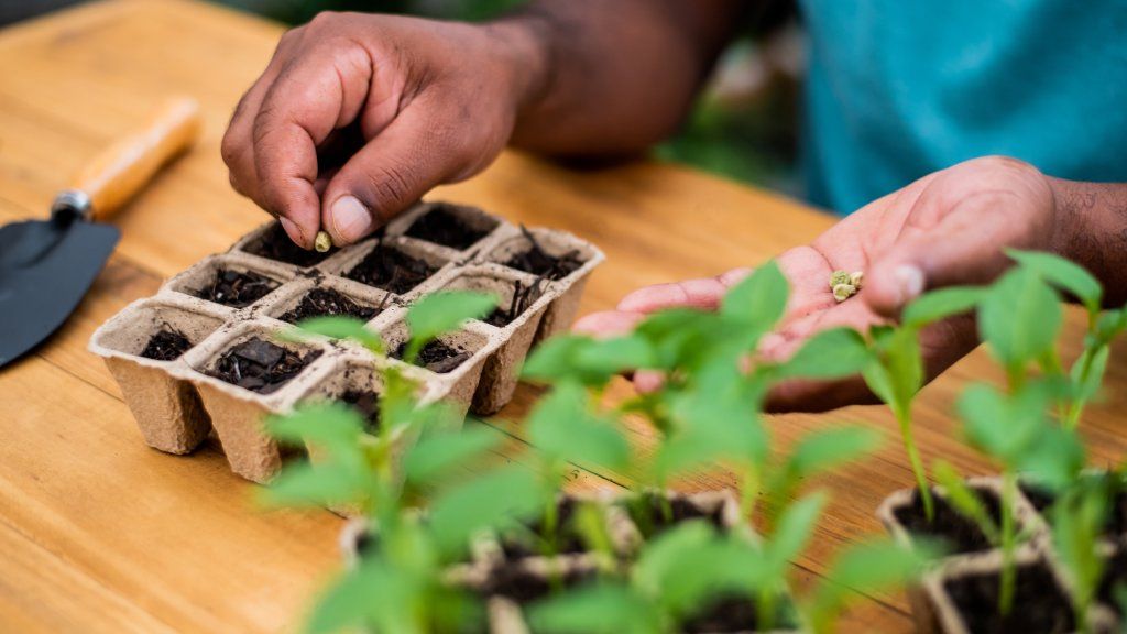 Hands planting seeds in a seed tray