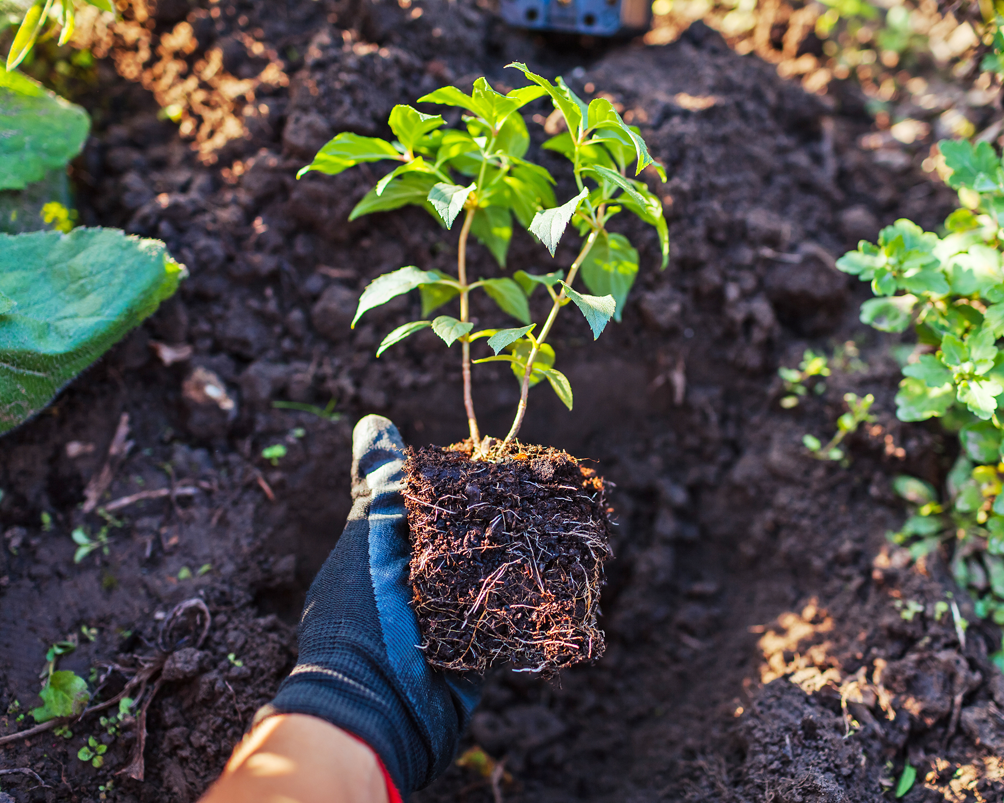 Gardener holds hydrangea over soil planting hole