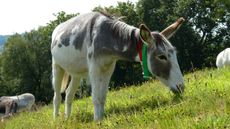 Casey-with-his-friends-at-The-Donkey-Danctuary-in-Devon-The-Donkey-Sanctuary.jpg