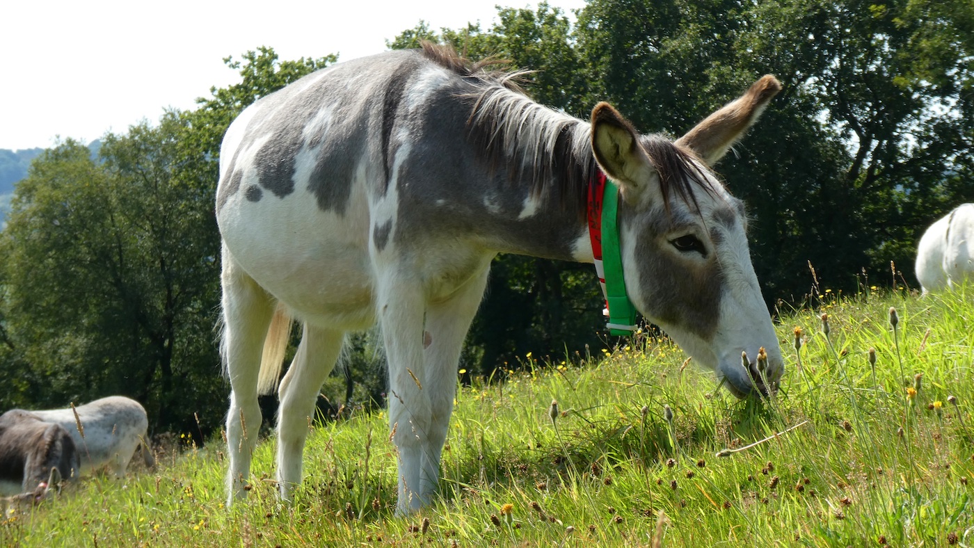 Casey-with-his-friends-at-The-Donkey-Danctuary-in-Devon-The-Donkey-Sanctuary.jpg