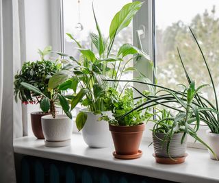 houseplants on windowsill
