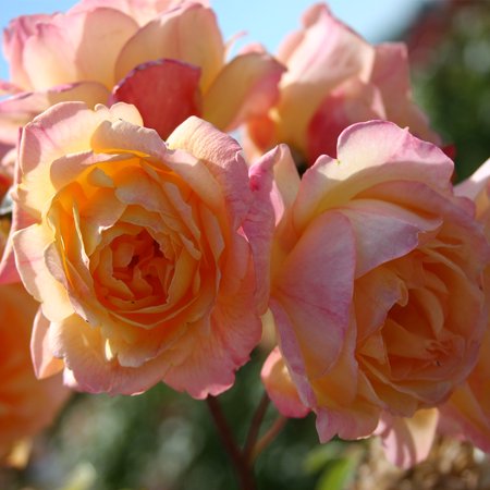 Heirloom Roses Rose Bush - Garden Sun&amp;trade; Climbing Roses , Live Rose Plant
