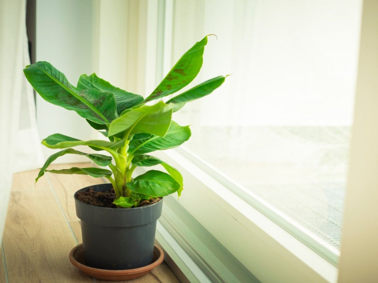 A Potted Banana Tree Houseplant