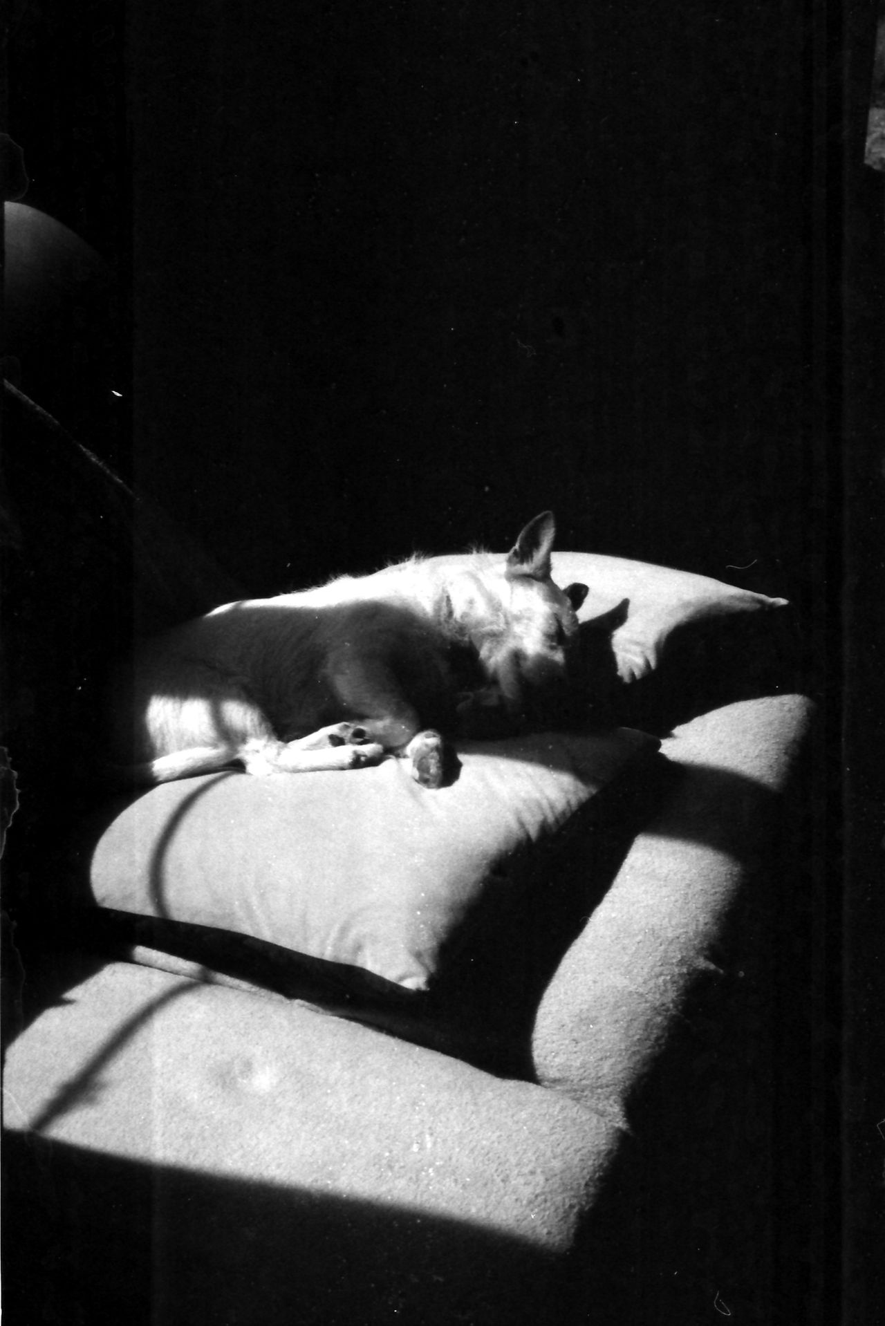 Samples of Fomapan 400