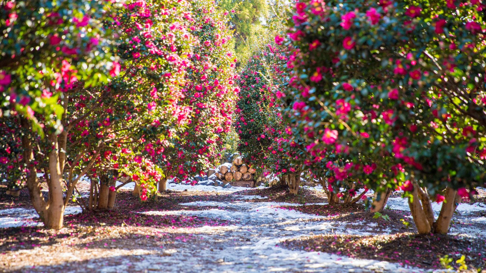 Blooming camellia shrubs in winter
