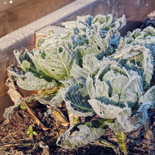 Cabbages in raised beds covered with frost