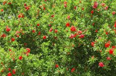 Flowering Quince Bush