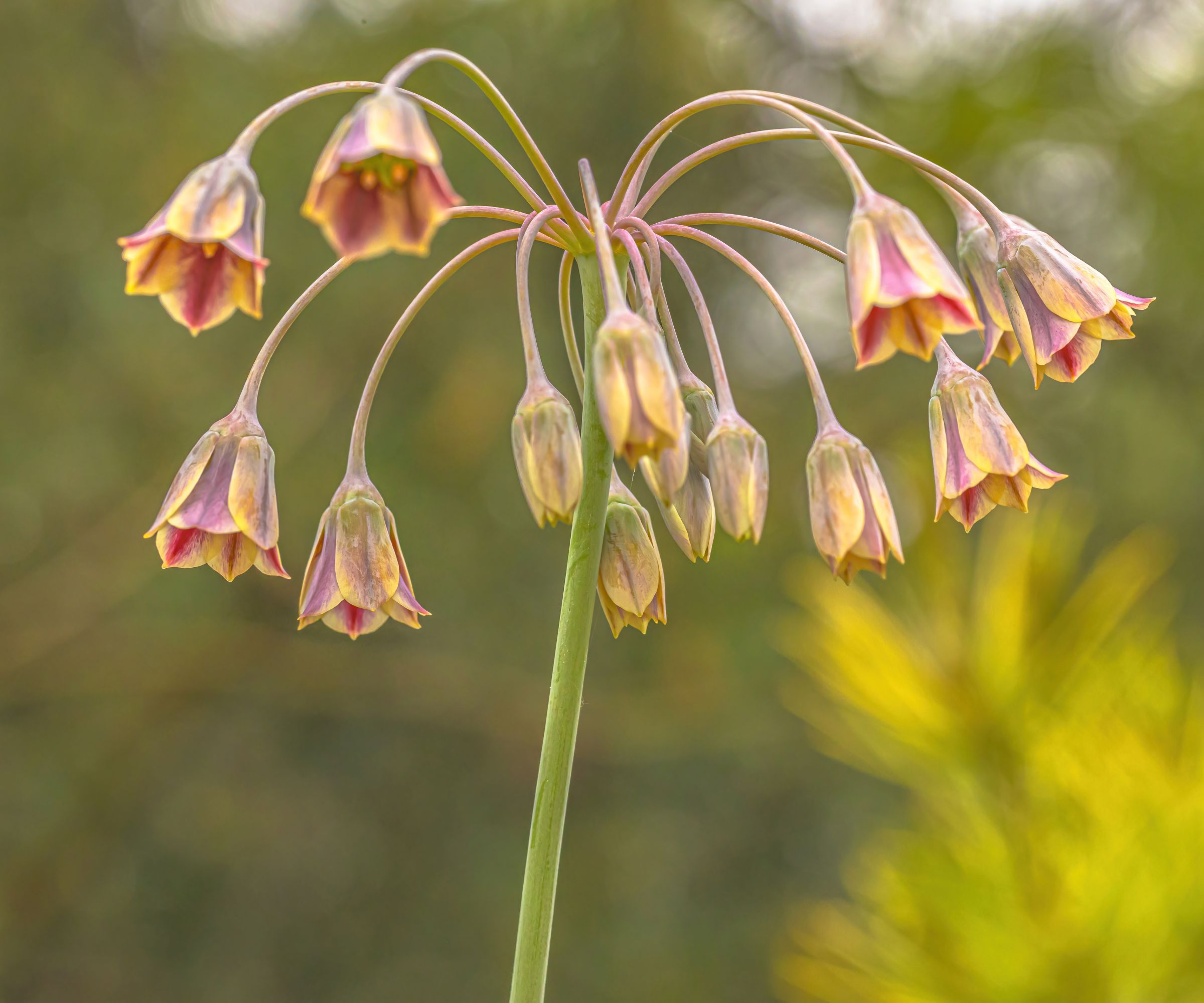 A close up of a Sicilian honey garlic flower
