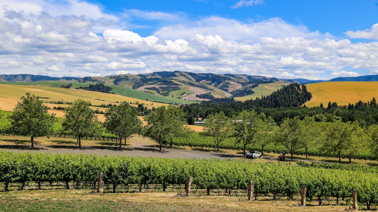 A vineyard in Walla Walla Valley with the Blue Mountains in the background.