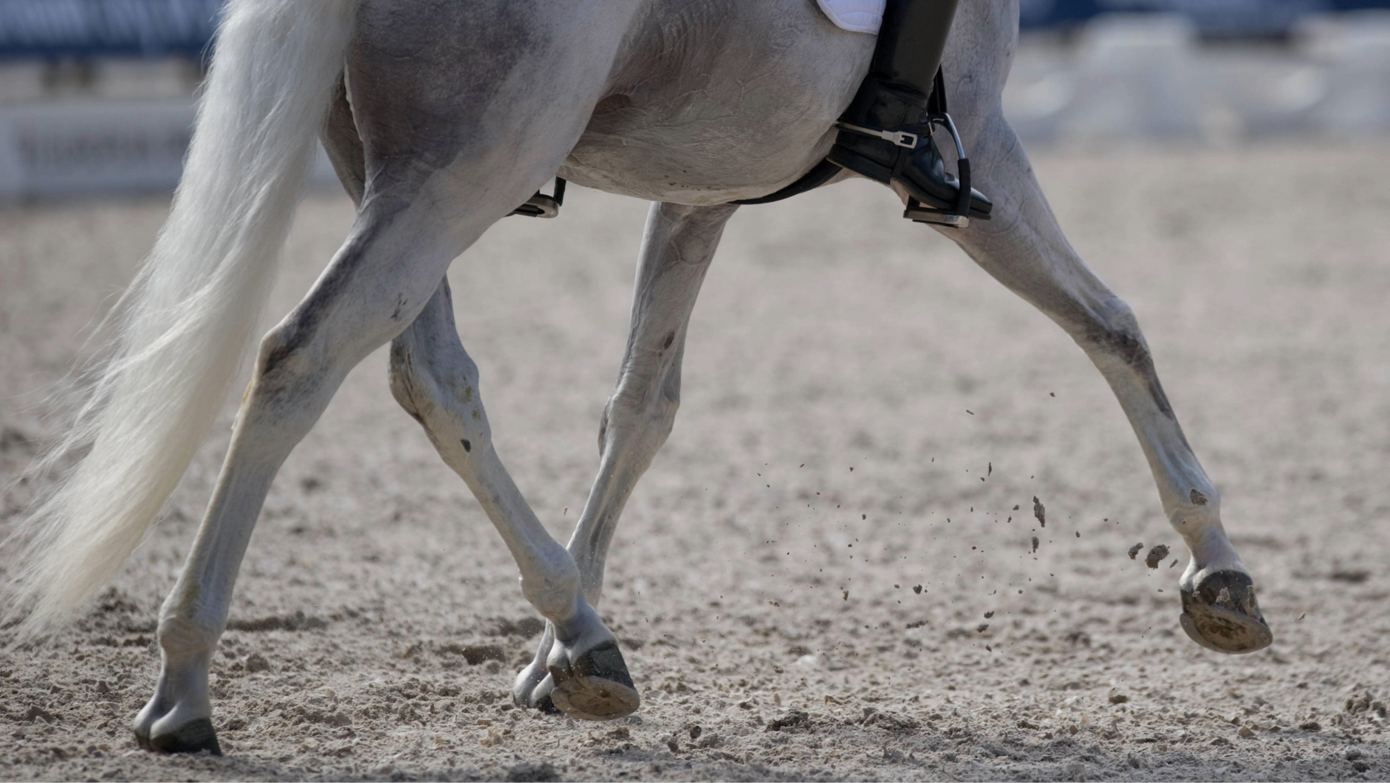 A dressage horse in competition and a rider wearing spurs