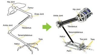 Illustration of biological birds leg and robotic bird leg