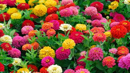 Dreamland Mix varied types of zinnia flowering in summer display