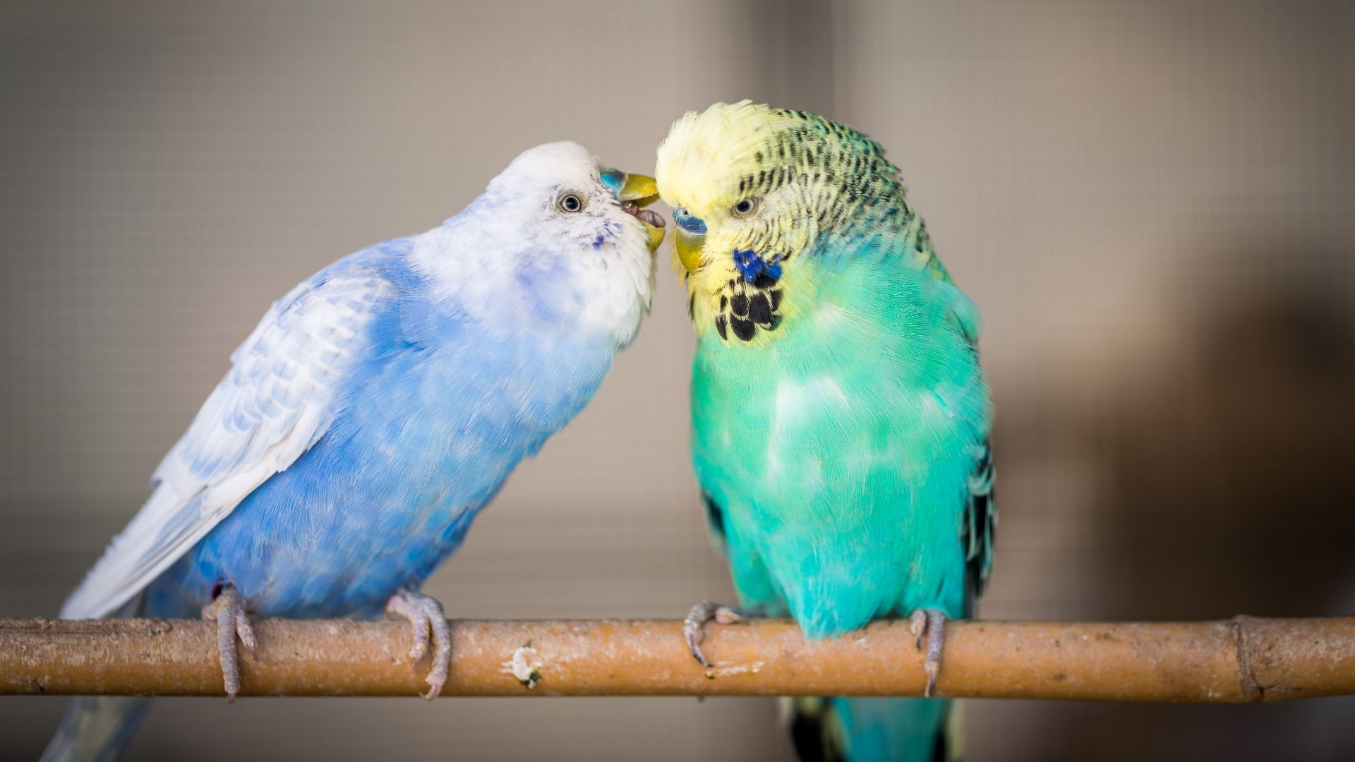 Blue and green budgies on a perch