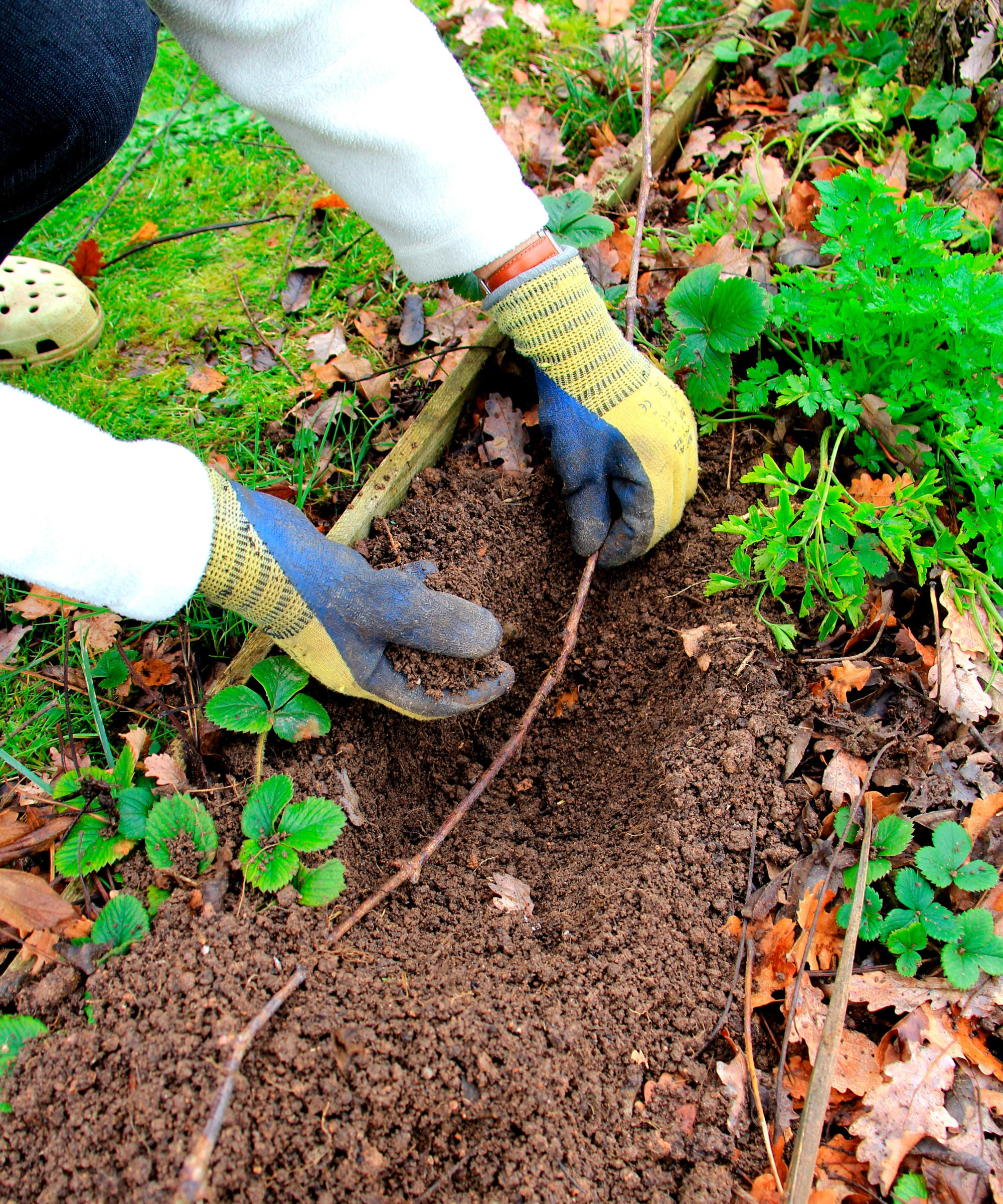 Layering a grape vine stem in the soil to propagate new plants