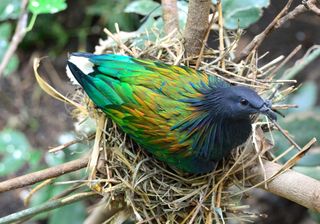 nicobar piegon iridescent coloring