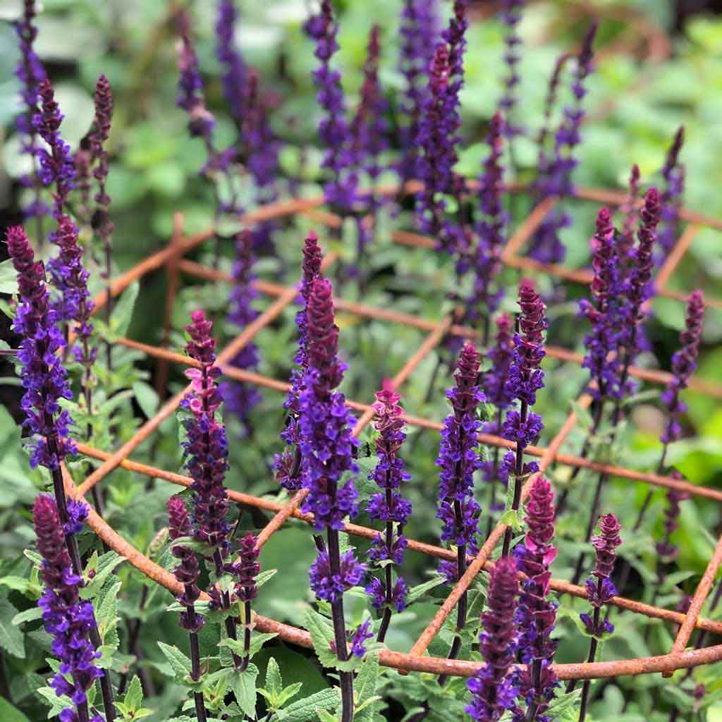 Elegance Round Grow Through Frame - Rustic / Set of 3