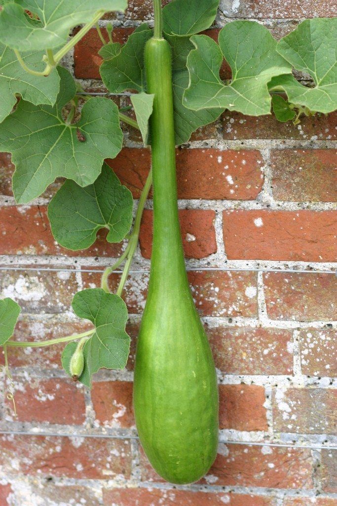 Green Vegetable Plant