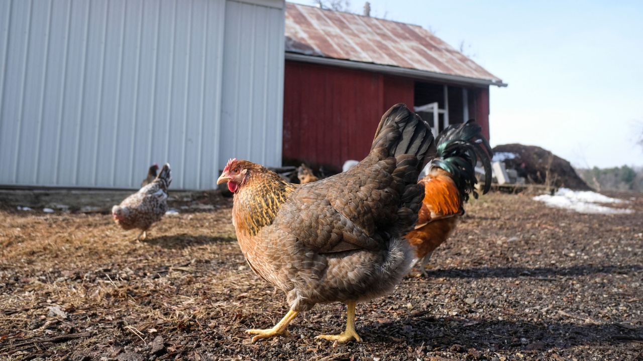 Hens roam on a farm near Williamston, Michigan, in 2023.