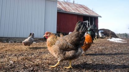 Hens roam on a farm near Williamston, Michigan, in 2023.