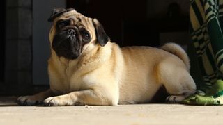 pug lying down