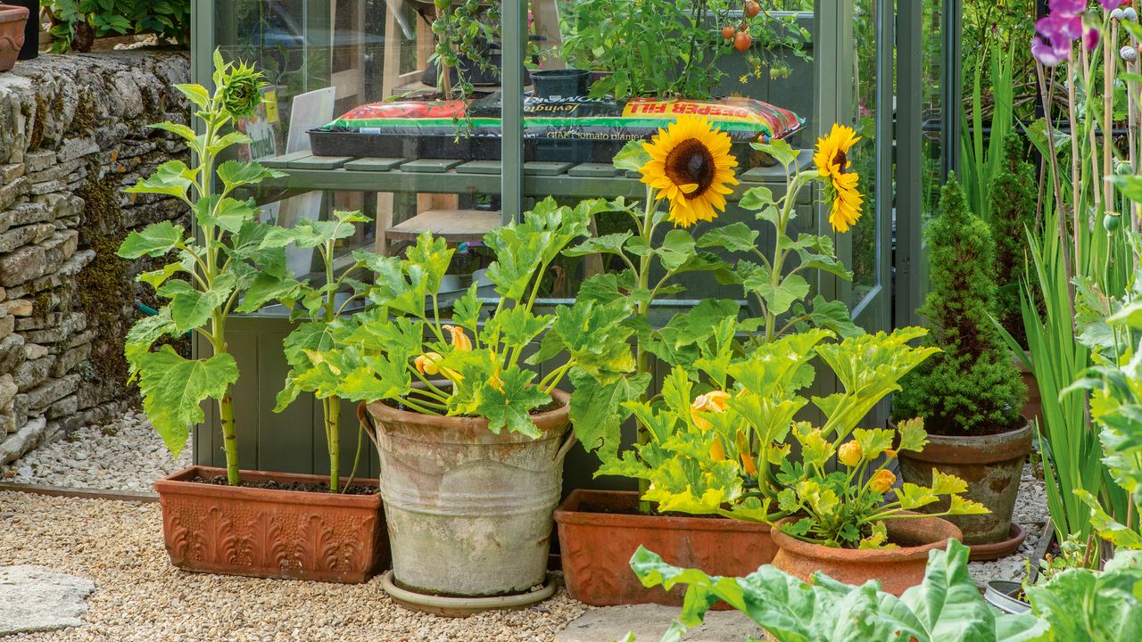 Sunflowers in bloom in pots on a gravel path next to a greenhouse