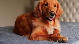 Leesa Studio mattress with a dog sat on it