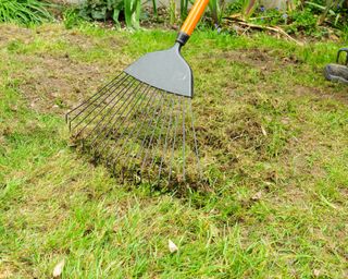 Scarifying a lawn using a rake to remove moss and dead grass