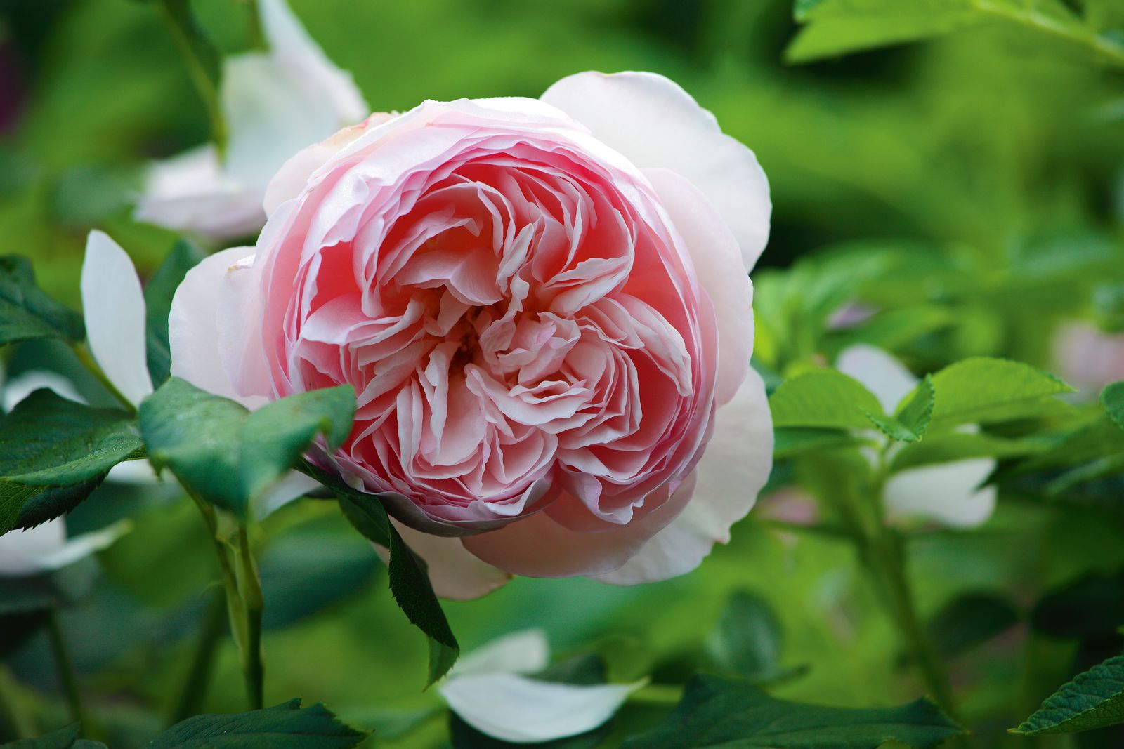 How to deadhead roses expert techniques for more blooms Homes & Gardens