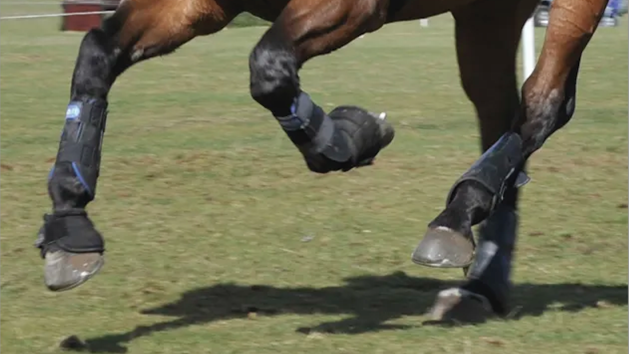 A horse's legs going across country