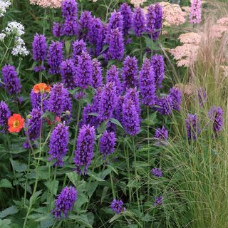 Agastache 'blue Boa' (pbr)