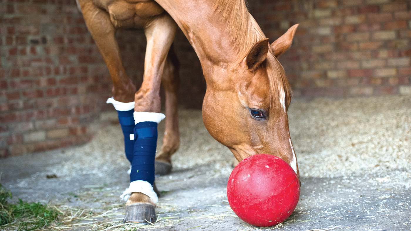 horse with stable bandages on paying with a snack ball