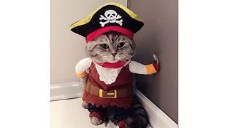 Cat in pirate costume