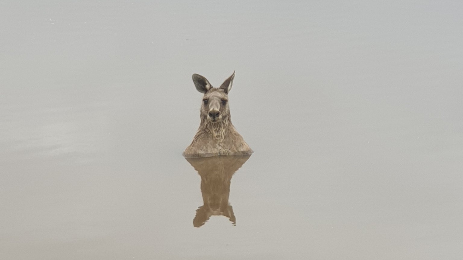 Kangaroos Might Try To Drown Your Dog Here s Why Live Science